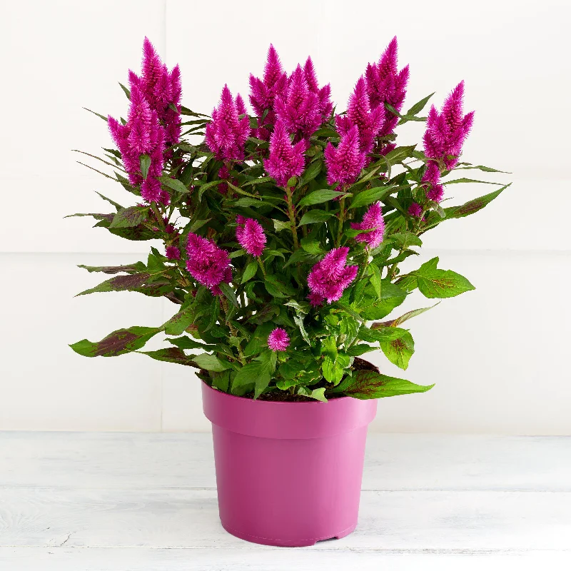 - Remote interactive pet feederSainsbury's Celosia Planter