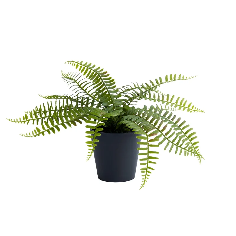 - ​​Christmas pet Christmas clothingHabitat Medium Plant  Fern