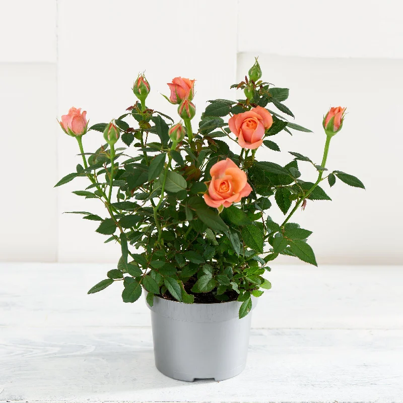 - ​​Pet toys under 10 yuanSainsbury's Mini Rose Plant (Colour may vary)