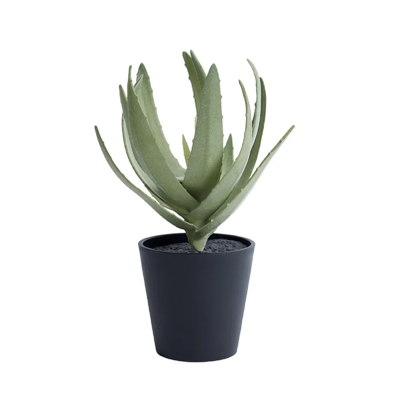 - Pet fence foldable indoorHabitat Medium Aloe Plant