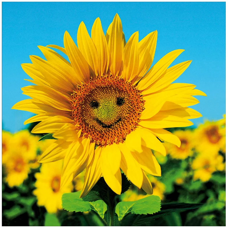 - Custom pet birthday cakeWoodmansterne Blank Card with Photographic Smiley Face Sunflower Birthday Greeting Card